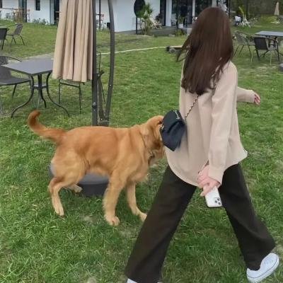 淫缚学艳
